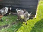 landgeit bokje, Dieren en Toebehoren, Schapen, Geiten en Varkens, Mannelijk, Geit, 0 tot 2 jaar