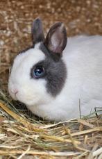 Koppeltje kleurdwergen, Dieren en Toebehoren, Meerdere dieren, Dwerg, 0 tot 2 jaar