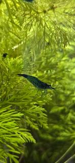 Raszuivere Blue Velvet garnaaltjes, p/s €1,50 of 10/s €12,50, Dieren en Toebehoren, Kreeft, Krab of Garnaal