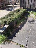 Hovenier, Tuinman, Tuinonderhoud, Bestraten, Gazon aanleggen, Garantie, Tuin- of Vijveraanleg