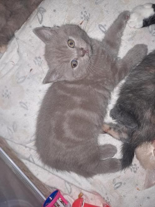 Nog 2 kittens beschikbaar kruising britse korthaar, Dieren en Toebehoren, Katten en Kittens | Raskatten | Korthaar, Meerdere dieren