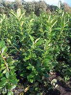 Laurier Prunus novita 100-120 en 120-140cm struiken planten, Ophalen of Verzenden, Laurier, Struik, 100 tot 250 cm