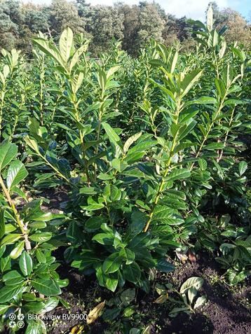 Laurier Prunus novita 100-120 en 120-140cm struiken planten beschikbaar voor biedingen