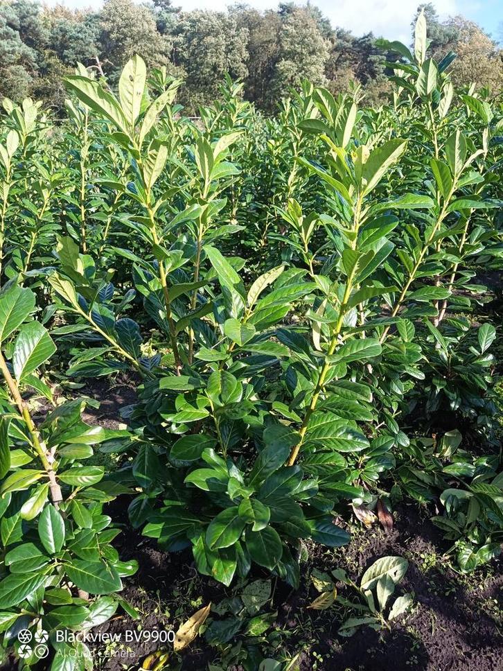 Laurier Prunus novita 100-120 en 120-140cm struiken planten, Tuin en Terras, Planten | Struiken en Hagen, Struik, Laurier, 100 tot 250 cm