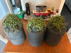 Bloempotten met String of Turtles Plantjes, Overige soorten, In pot, Minder dan 100 cm, Groene kamerplant