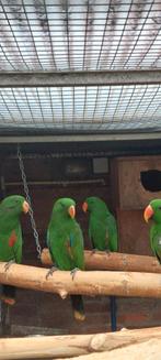 Edelpapegaaien natuurbroed, Dieren en Toebehoren, Vogels | Parkieten en Papegaaien, Meerdere dieren, Papegaai, Geringd