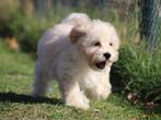 Mooie boomer pups., Nederland, Overige rassen, 8 tot 15 weken, CDV (hondenziekte)