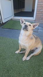 Hondje, Dieren en Toebehoren, Particulier, 1 tot 2 jaar, Buitenland, Teef