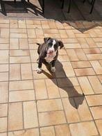 2 prachtige bully xxl teefjes, Dieren en Toebehoren, Honden | Bulldogs, Pinschers en Molossers, België, Particulier, 8 tot 15 weken