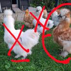 Haan zijde hoen kriel, Mannelijk, Kip