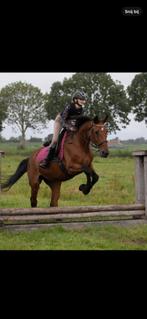 Bijrijd/lease pony of paard gezocht, Dieren en Toebehoren, Ophalen