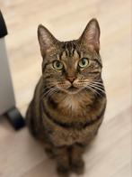 Kat Europees korthaar, 3 jaar oud, Dieren en Toebehoren, Katten en Kittens | Raskatten | Korthaar, Poes, Gechipt
