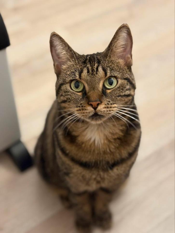 Kat Europees korthaar, 3 jaar oud, Dieren en Toebehoren, Katten en Kittens | Raskatten | Korthaar, Poes, Gechipt