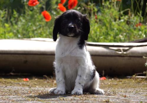 Markiesje x Kooiker X Friese Stabij pups vader met stamboom, Dieren en Toebehoren, Honden | Retrievers, Spaniëls en Waterhonden