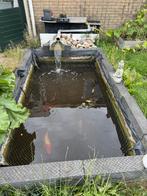 Complete Vijver Te Koop – Inclusief 10 Koi Karpers & Steur, Dieren en Toebehoren, Vissen | Vijvervissen, Karper of Koi