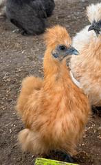 Zijdehoen kriel, Dieren en Toebehoren, Pluimvee, Geslacht onbekend, Kip