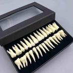 28 Tanden Model Set / Tandarts Menselijke Kiezen Tand Nep, Verzenden, Nieuw