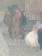 Zijdeveer serama haan 2025, Dieren en Toebehoren, Pluimvee, Meerdere dieren, Kip