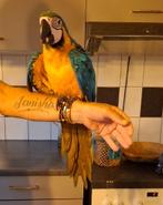Lieve mega tamme jonge ara, Dieren en Toebehoren, Vogels | Parkieten en Papegaaien, Vrouwelijk, Papegaai, Geringd