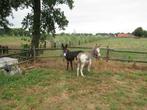 2 mooie ezels, Merrie, Recreatiepony, Gechipt, 0 tot 2 jaar