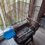 Vogelkooi met zebravinken en toebehoren, Dieren en Toebehoren, Ophalen, Gebruikt, Vogelkooi