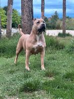 Puppy American Bully XL Exclusief BossyKennels,MPB Bloedlijn, Rabiës (hondsdolheid), Overige rassen, 8 tot 15 weken, Teef