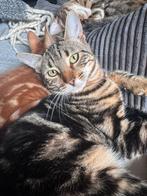 Halve bengaalse poesjes 2 en 1 katertje oranje katertje, Dieren en Toebehoren, Katten en Kittens | Raskatten | Korthaar, Meerdere dieren