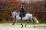 Mega gave, fantastische en stoere diamant!!️, Dieren en Toebehoren, Paarden, B, Dressuurpaard, 3 tot 6 jaar, 160 tot 165 cm