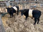 Lakenvelder stieren, Dieren en Toebehoren, Runderen, Mannelijk, 0 tot 2 jaar