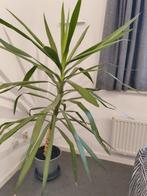 Verschillende kamerplanten, Huis en Inrichting, Ophalen, Overige soorten, Volle zon, Minder dan 100 cm