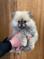 Lieve, leuke, schattige pomeriaan/keeshond pup, Keeshond, Reu, 8 tot 15 weken, Meerdere