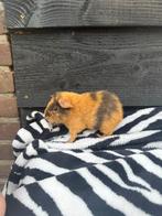 Cavia zeugje teddy, Dieren en Toebehoren, Knaagdieren, Cavia, Vrouwelijk, Tam, September