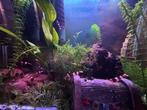 Crystal black garnalen, Kreeft, Krab of Garnaal, Zoetwatervis