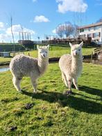 Twee geweldig leuke alpaca's, Dieren en Toebehoren, Overige Dieren, Mannelijk, Voor 1 juli 2024