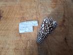 Conus marmoreus 1861. 5,5cm, Verzamelen, Mineralen en Fossielen, Ophalen of Verzenden, Schelp(en)