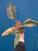 Philodendron Caramel Marble p12 (2), Huis en Inrichting, Kamerplanten, Ophalen of Verzenden, Halfschaduw, Minder dan 100 cm