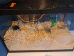Te koop, Dieren en Toebehoren, Knaagdieren, Februari, Mannelijk, Hamster
