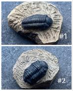 Trilobiet Fossiel op matrix, Ophalen of Verzenden, Fossiel