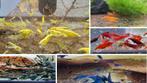 Neocaridina garnalen afhalen. (Beschikbaar), Dieren en Toebehoren, Vissen | Aquariumvissen, Kreeft, Krab of Garnaal, Zoetwatervis