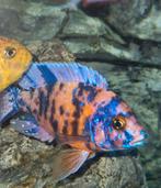 Malawi/mbuna bestand, Dieren en Toebehoren, Vissen | Aquariumvissen, Vis