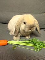 Mini Lop konijn / NHD Ram, Dieren en Toebehoren, Konijnen, Mannelijk, Dwerg