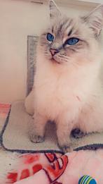Ragdoll kittens, Meerdere dieren