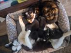 Kittens, Dieren en Toebehoren, Poes