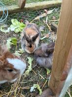 Baby dwergkonijnen, Dieren en Toebehoren, Konijnen, Geslacht onbekend, Dwerg