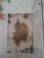 Jonge algeneters (0,5-1 centimeter!), Dieren en Toebehoren, Vis