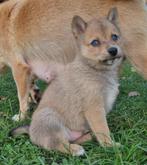 Pomsky x Shiba inu pups, Dieren en Toebehoren, Nederland, 8 tot 15 weken, CDV (hondenziekte), Meerdere