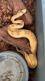 Vrouwtje champagne DH clown Hypo (ghost) ball python, Dieren en Toebehoren, Reptielen en Amfibieën, Slang, 0 tot 2 jaar