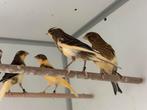 Harlekijn kanaries, Meerdere dieren, Kleurkanarie