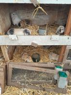 Te koop diverse Hollandse hangoor konijnen
