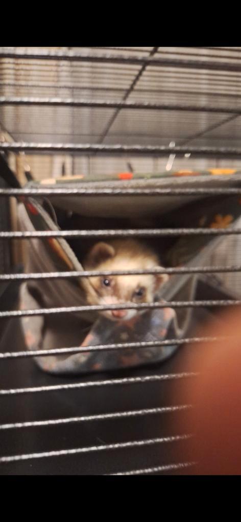 Fretten te koop, Dieren en Toebehoren, Knaagdieren en Konijnen | Hokken en Kooien, Kooi, 90 cm of meer, Minder dan 75 cm, Fret